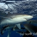 shark_silky_far_jar_h_0315_cub1600.jpg